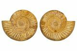 Cut & Polished Jurassic Ammonite (Perisphinctes) Fossil #344937-1